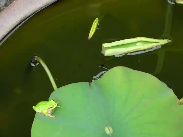伊勢原 法泉寺の動物