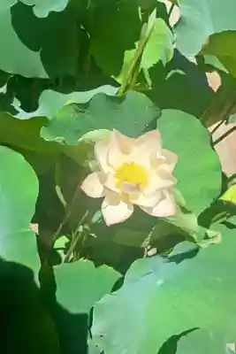 題経寺(柴又帝釈天)(東京都)