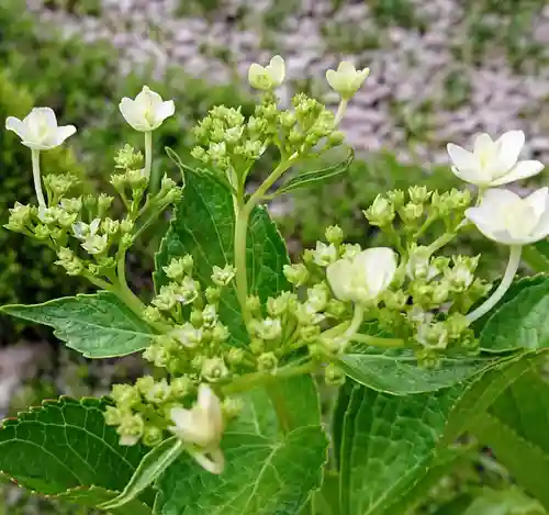 寿量山　速成寺の庭園