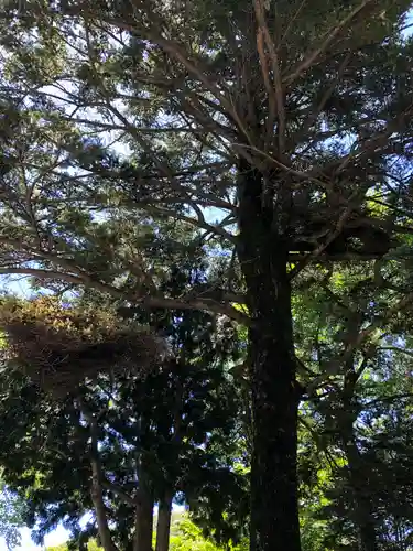 赤城神社の自然