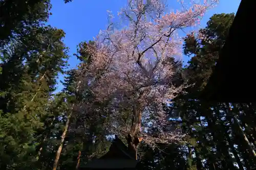 田村神社の自然