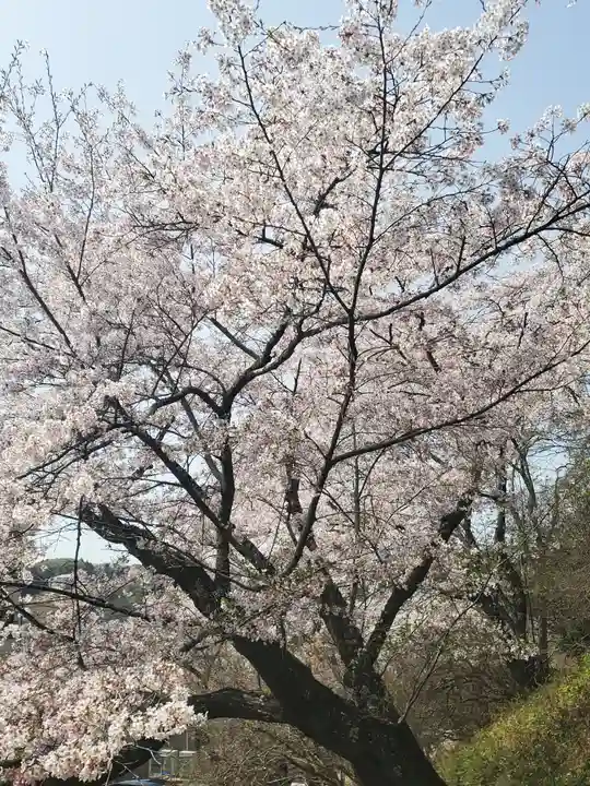 錦着山護国神社の自然