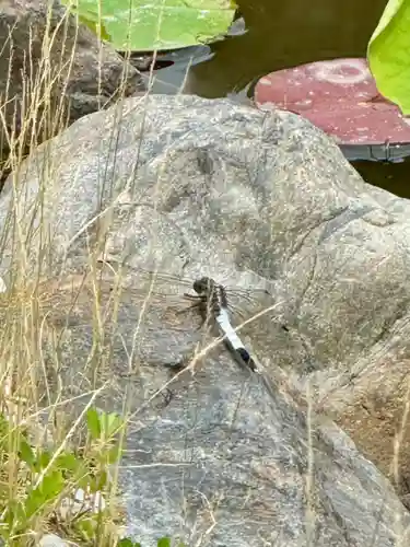 勧修寺(京都府)