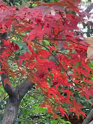 阿佐ヶ谷神明宮(東京都)