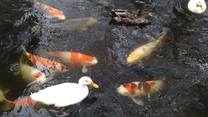 平塚八幡宮の動物