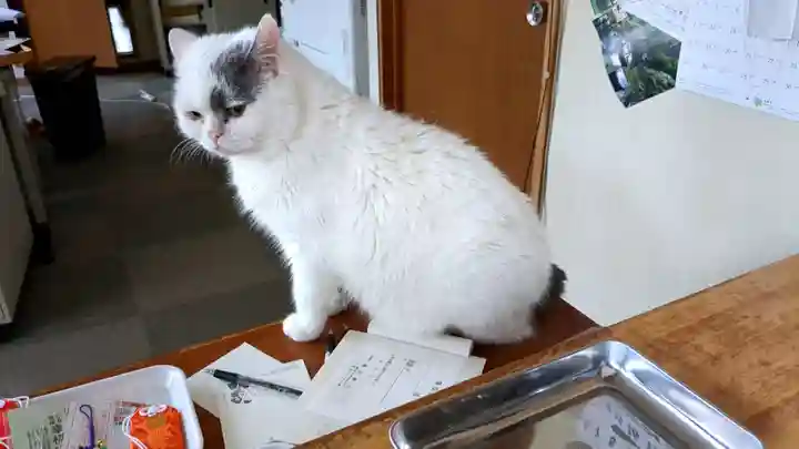 滝川神社の動物