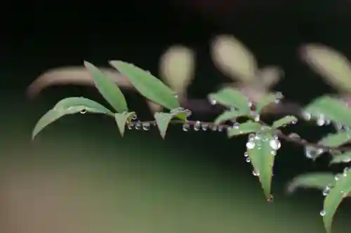 鹿島大神宮の自然