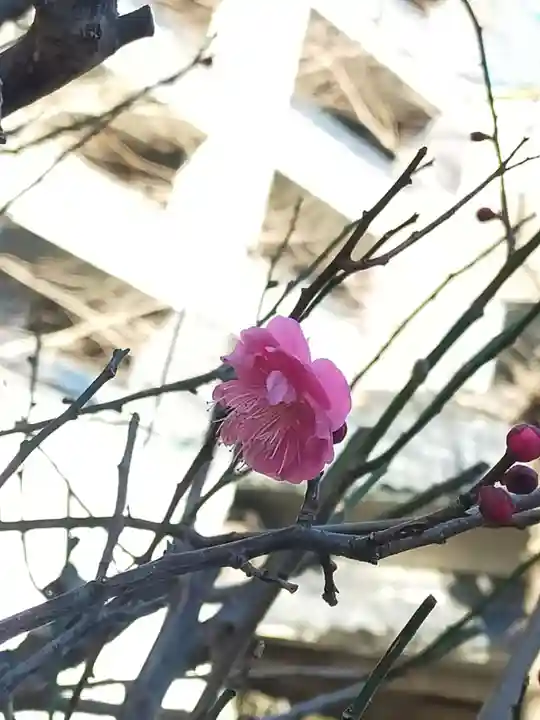 小野照崎神社(東京都)