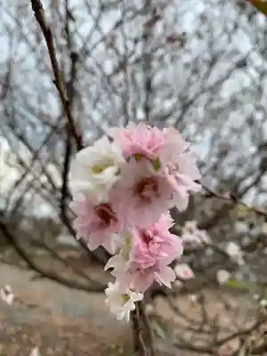 赤城神社の自然