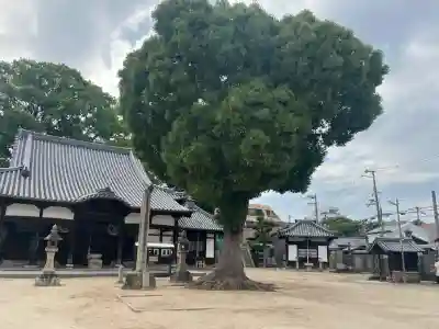 常光寺の{uncategorized: "未分類", other: "その他", undefined: "問題あり", building: "その他建物", grave: "お墓", sacred_gate: "鳥居", guardian: "狛犬", statue: "像", buddha: "仏像", history: "歴史", nature: "自然", garden: "庭園", animal: "動物", pagoda: "塔", temizu: "手水舎", mountain_gate: "山門・神門", sanctuary: "本殿・本堂", subordinate: "末社・摂社", art: "芸術", scenery: "景色", jizo: "地蔵", ema: "絵馬", goshuin: "御朱印", omikuji: "おみくじ", items: "授与品その他", amulet: "お守り", goshuincho: "御朱印帳", eats: "食事", festival: "お祭り", votive_dance: "神楽", shichigosan: "七五三参", wedding: "結婚式", experience: "体験その他", initially: "初詣", around: "周辺", anti_infection: "感染症対策"}