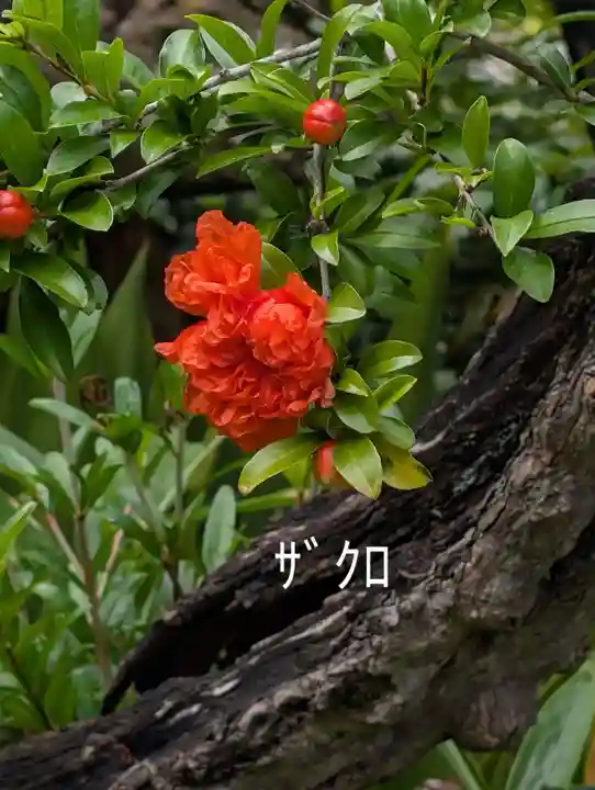 真言宗智山派金澤山福泉寺圓能院(神奈川県)