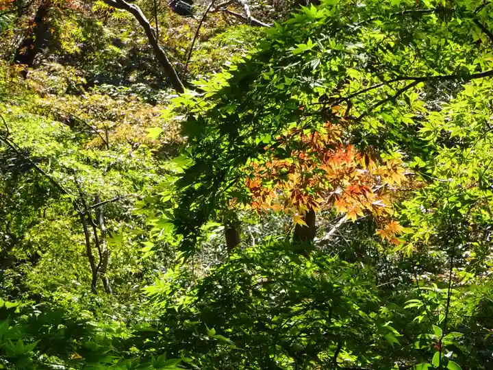 明王院(満願寺別院)の自然