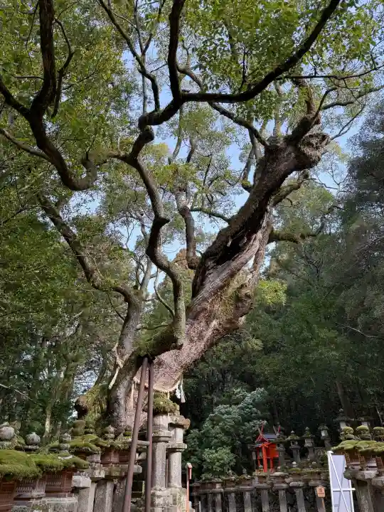 春日大社の{uncategorized: "未分類", other: "その他", undefined: "問題あり", building: "その他建物", grave: "お墓", sacred_gate: "鳥居", guardian: "狛犬", statue: "像", buddha: "仏像", history: "歴史", nature: "自然", garden: "庭園", animal: "動物", pagoda: "塔", temizu: "手水舎", mountain_gate: "山門・神門", sanctuary: "本殿・本堂", subordinate: "末社・摂社", art: "芸術", scenery: "景色", jizo: "地蔵", ema: "絵馬", goshuin: "御朱印", omikuji: "おみくじ", items: "授与品その他", amulet: "お守り", goshuincho: "御朱印帳", eats: "食事", festival: "お祭り", votive_dance: "神楽", shichigosan: "七五三参", wedding: "結婚式", experience: "体験その他", initially: "初詣", around: "周辺", anti_infection: "感染症対策"}
