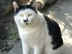 東海市熊野神社の動物