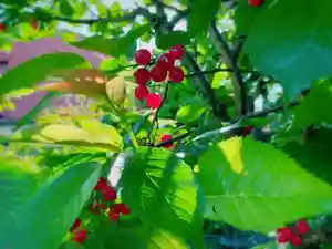 正寿寺の自然(2021年05月03日(月) 16時55分28秒投稿)