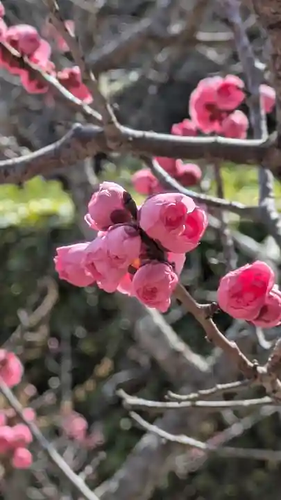 隨心院(随心院)(京都府)