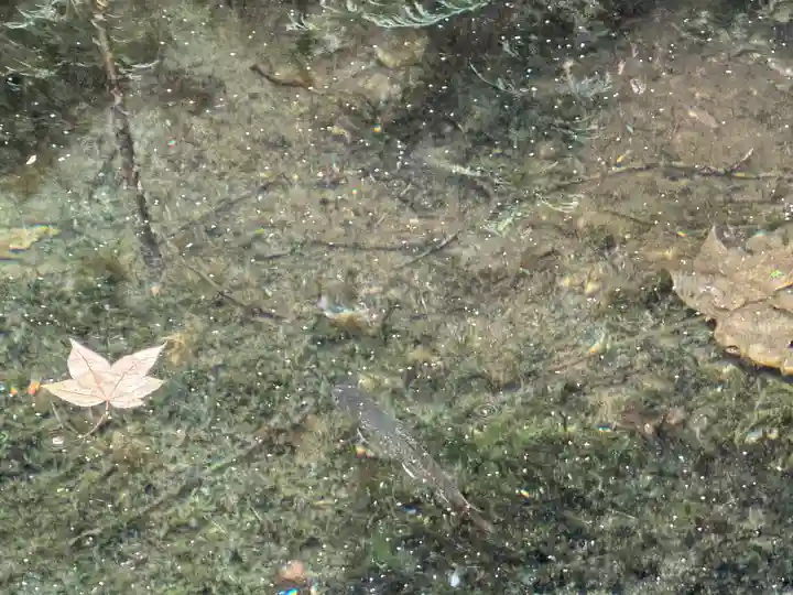 穂高神社奥宮の動物