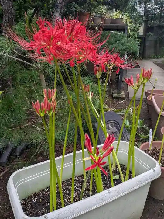 谷中 妙福寺(東京都)