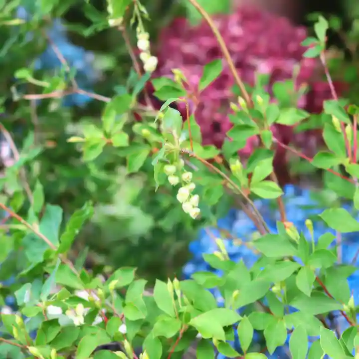 三津厳島神社の自然