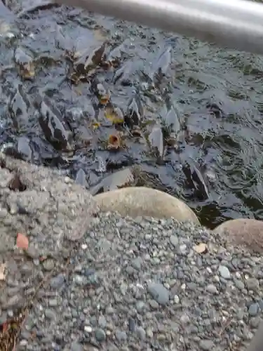 大瀬神社(静岡県)
