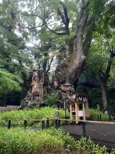 來宮神社(静岡県)