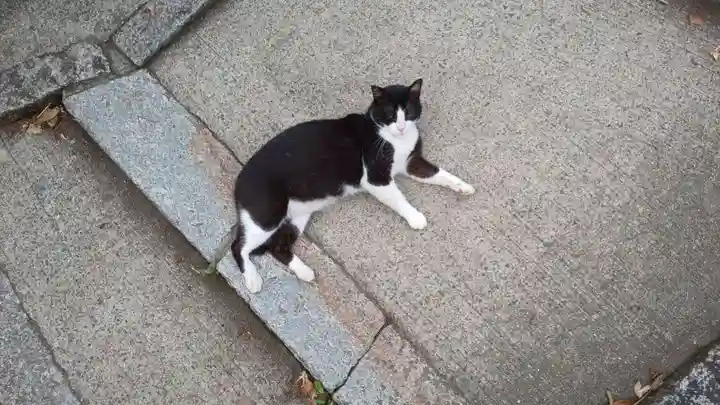 末廣神社の動物