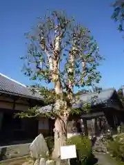 法念寺の自然