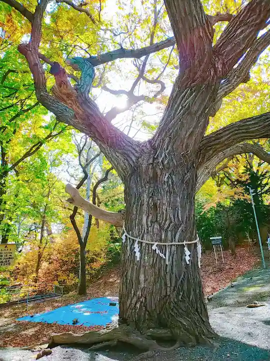 相馬神社の自然