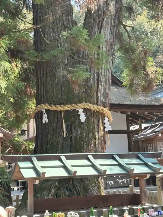 大神神社の{uncategorized: "未分類", other: "その他", undefined: "問題あり", building: "その他建物", grave: "お墓", sacred_gate: "鳥居", guardian: "狛犬", statue: "像", buddha: "仏像", history: "歴史", nature: "自然", garden: "庭園", animal: "動物", pagoda: "塔", temizu: "手水舎", mountain_gate: "山門・神門", sanctuary: "本殿・本堂", subordinate: "末社・摂社", art: "芸術", scenery: "景色", jizo: "地蔵", ema: "絵馬", goshuin: "御朱印", omikuji: "おみくじ", items: "授与品その他", amulet: "お守り", goshuincho: "御朱印帳", eats: "食事", festival: "お祭り", votive_dance: "神楽", shichigosan: "七五三参", wedding: "結婚式", experience: "体験その他", initially: "初詣", around: "周辺", anti_infection: "感染症対策"}