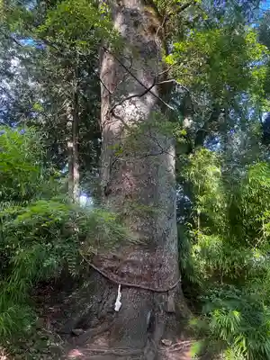土佐神社(高知県)