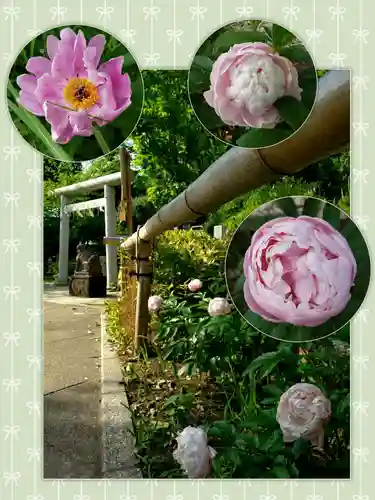 鳩森八幡神社の自然