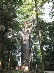 麻賀多神社の自然