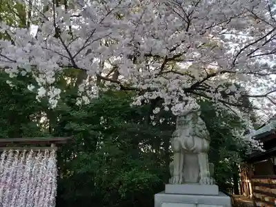 寒川神社の狛犬