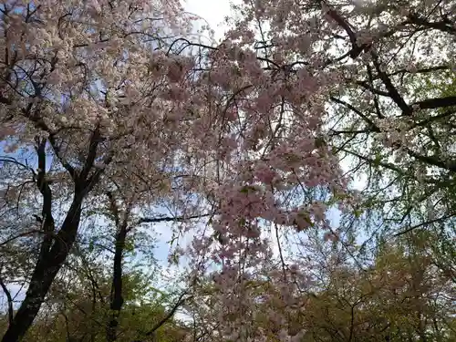 平野神社の自然