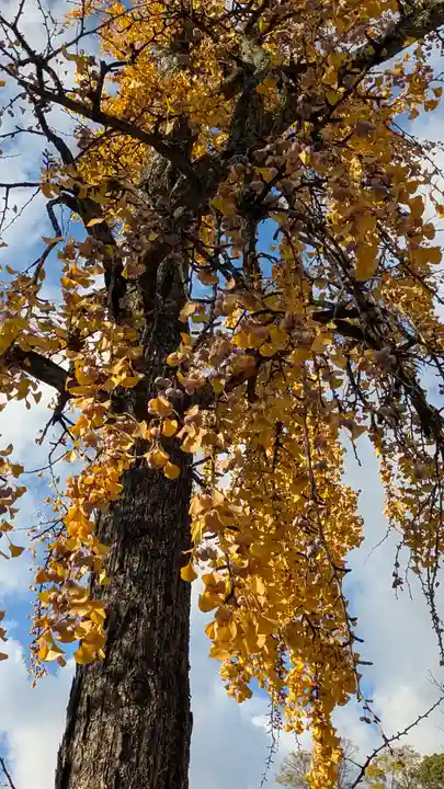 賀茂御祖神社(下鴨神社)(京都府)