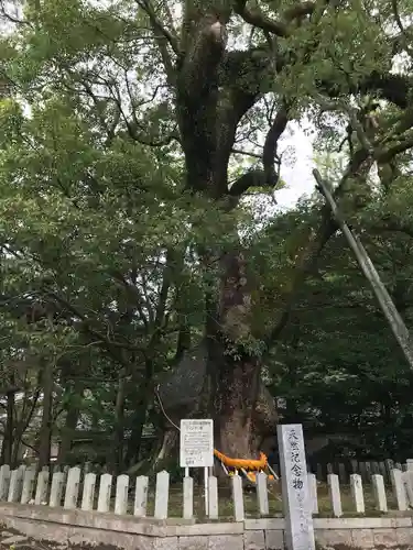 大分八幡宮(福岡県)