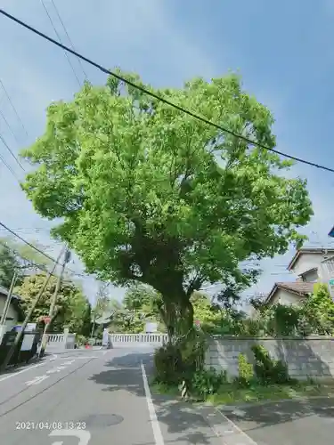 相模国総社六所神社の自然