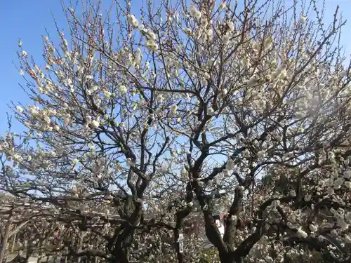 亀戸天神社の自然