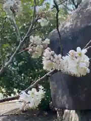 河内阿蘇神社の自然