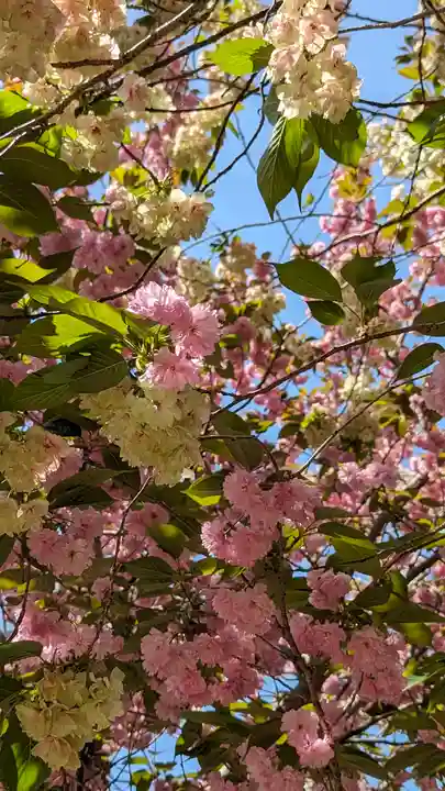 圓光寺(京都府)