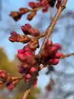 観音神社(広島県)