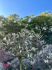 道明寺天満宮(大阪府)