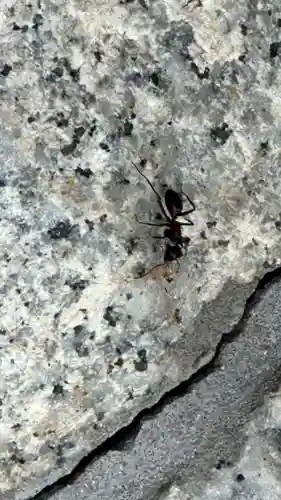 北海道護國神社の動物
