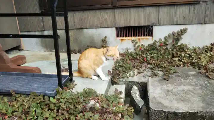 本勝寺の動物