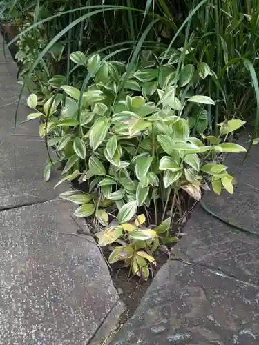 谷中 妙福寺(東京都)