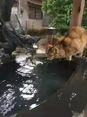 駒込妙義神社の動物