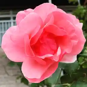 豊景神社の自然(2020年10月18日(日) 06時27分12秒投稿)