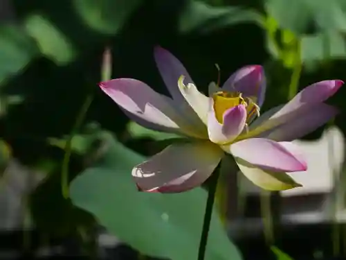 極楽山　浄土寺の自然