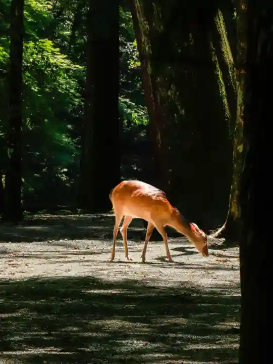 伊勢神宮内宮(皇大神宮)(三重県)