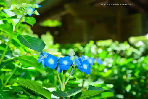 明月院(神奈川県)